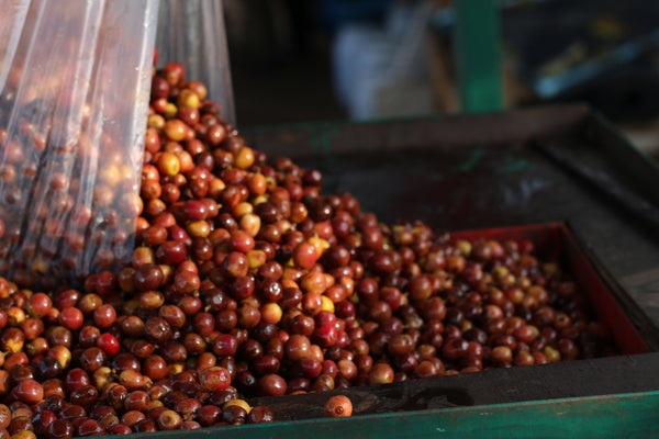 SAENCHAI แสนชัย "Honey" ( Light Roast คั่วอ่อน )