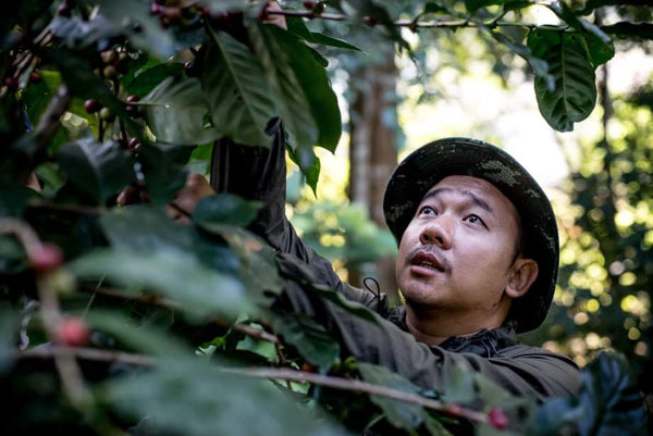 Saenchai Coconut "Natural" ( Light Roast คั่วอ่อน )