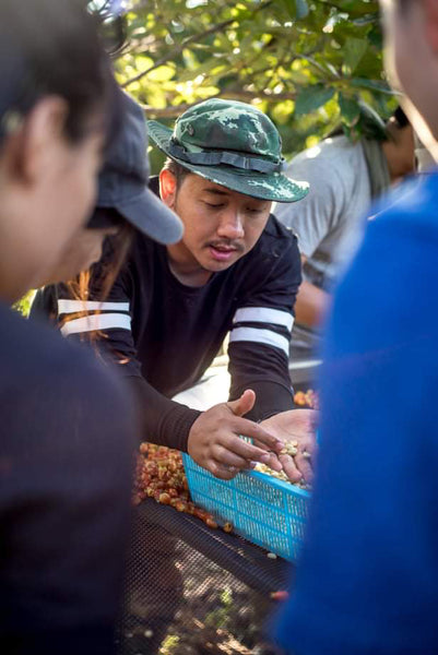 Saenchai Coconut "Natural" ( Light Roast คั่วอ่อน )