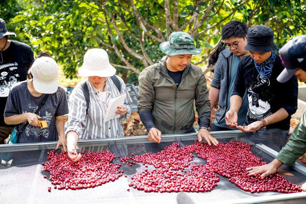 SAENCHAI แสนชัย "Honey" ( Light Roast คั่วอ่อน )